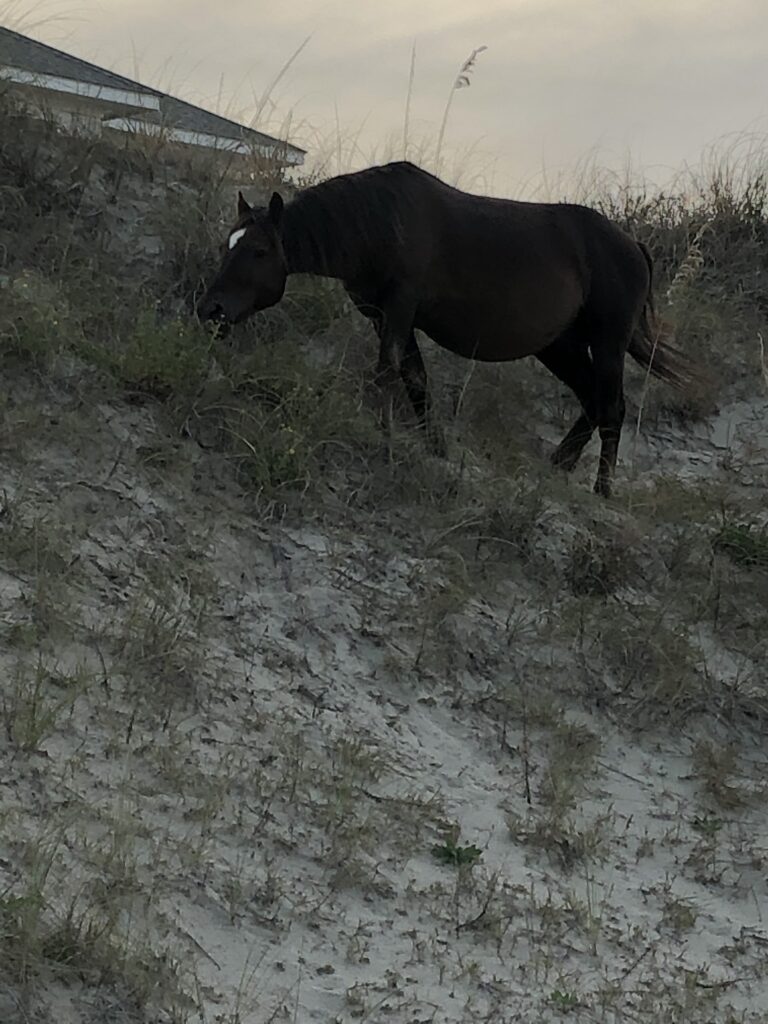 Corolla Wild Horse