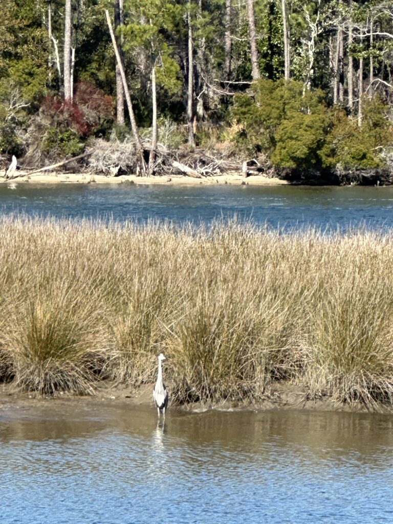 a bird standing in water