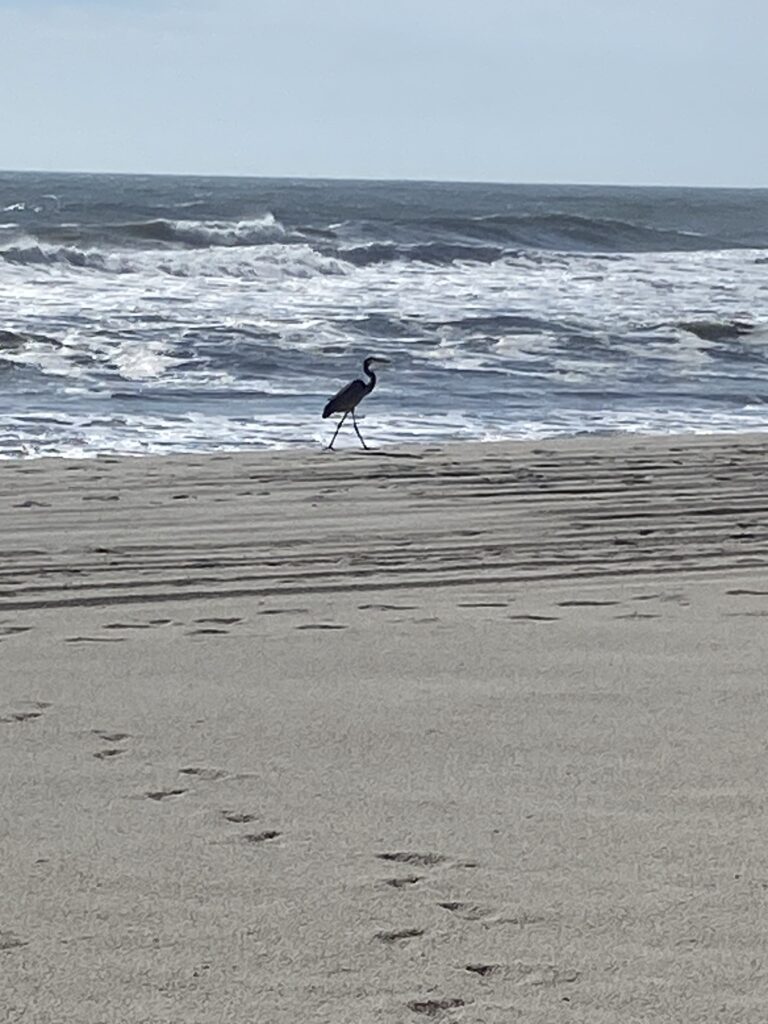 Bird on The Beach