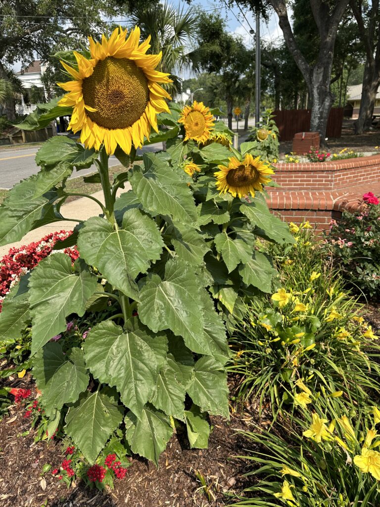 Sunflowers (Helianthus annuus) bloom throughout the summer and into fall. 