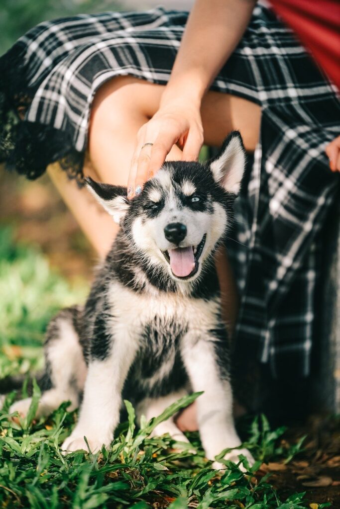 Are Dogs Allowed At Barefoot Landing?